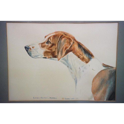 481 - Rosemary Coates, study of a hound, watercolour, signed lower centre and dated 1984, inscribed lower ... 