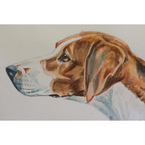 481 - Rosemary Coates, study of a hound, watercolour, signed lower centre and dated 1984, inscribed lower ... 