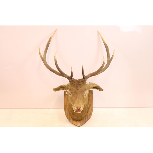 618 - Taxidermy stag head mounted on shield shaped wooden plaque