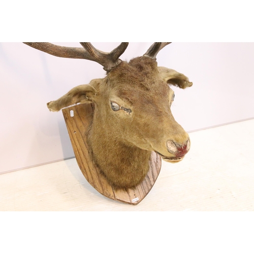 618 - Taxidermy stag head mounted on shield shaped wooden plaque