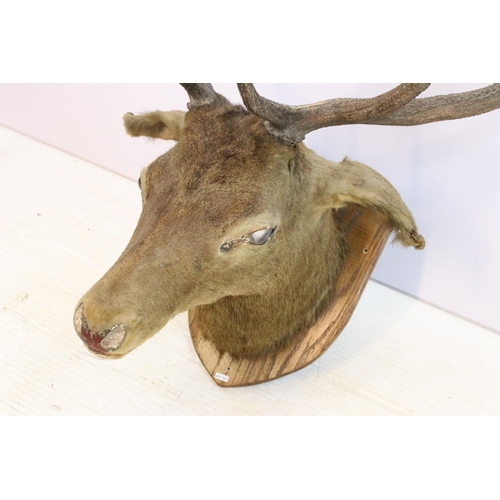 618 - Taxidermy stag head mounted on shield shaped wooden plaque