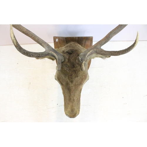 618 - Taxidermy stag head mounted on shield shaped wooden plaque