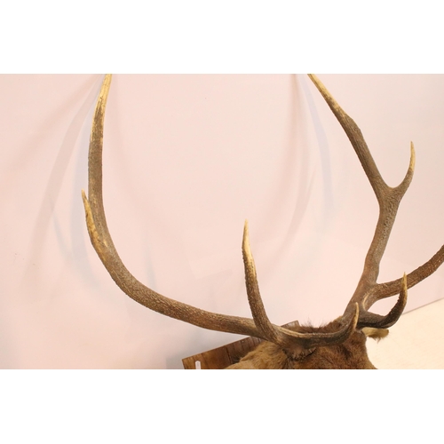 618 - Taxidermy stag head mounted on shield shaped wooden plaque