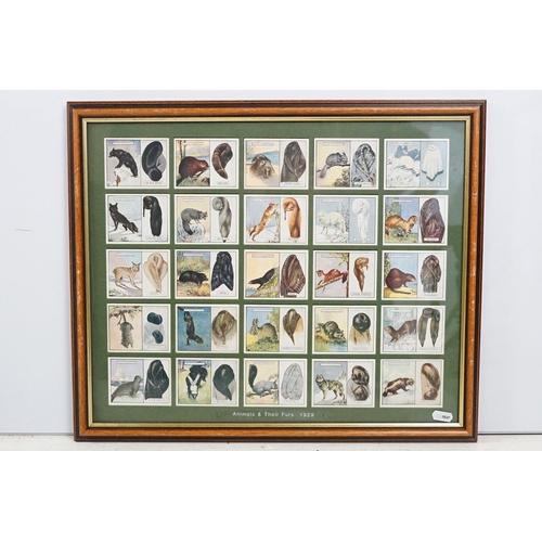 467 - Collection of framed cigarette and trade cards covering various brands and subjects to include Wills... 