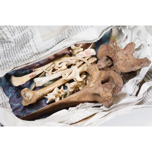 510 - Collection of fossils, rocks, crystals and stones together with four dried taxidermy bats and a smal... 