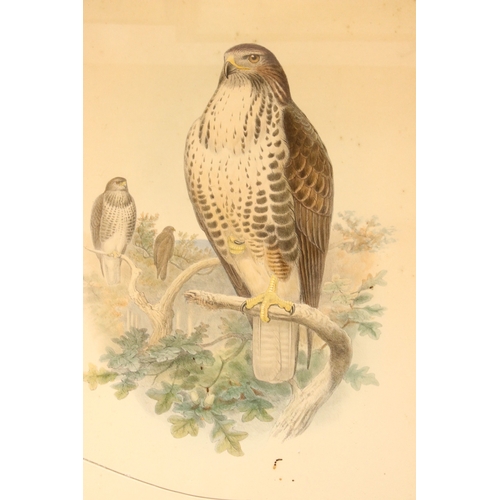 536 - Collection of ornithological prints, to include: after J Wolf and H C Richter, a pair: Aquila Naevia... 