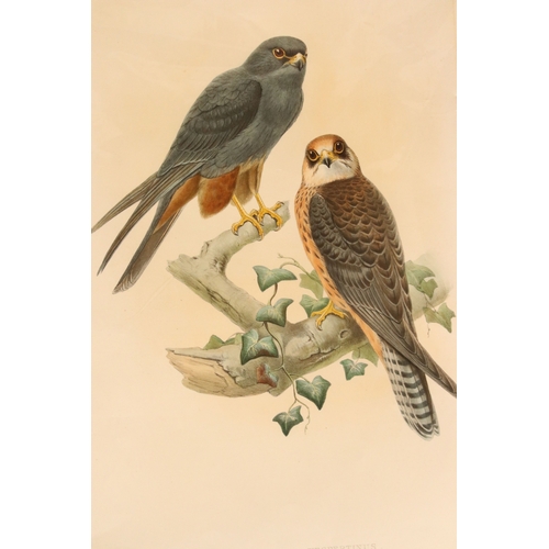 536 - Collection of ornithological prints, to include: after J Wolf and H C Richter, a pair: Aquila Naevia... 