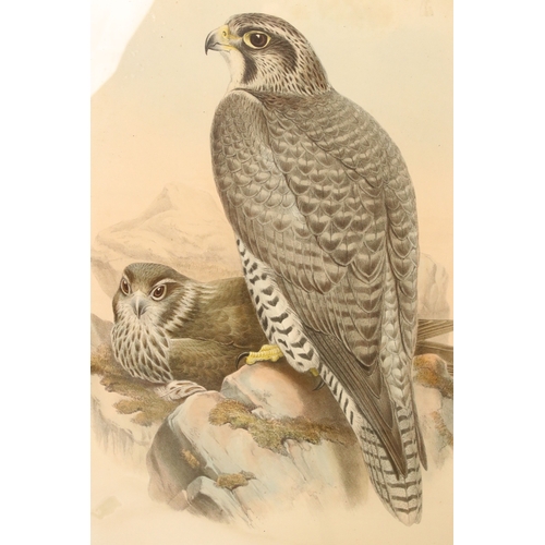 536 - Collection of ornithological prints, to include: after J Wolf and H C Richter, a pair: Aquila Naevia... 