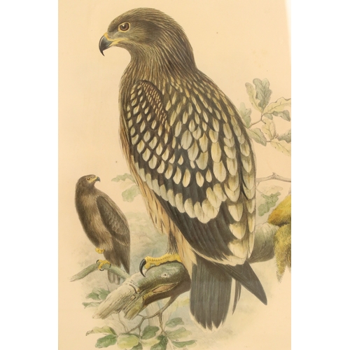 536 - Collection of ornithological prints, to include: after J Wolf and H C Richter, a pair: Aquila Naevia... 