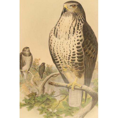 536 - Collection of ornithological prints, to include: after J Wolf and H C Richter, a pair: Aquila Naevia... 