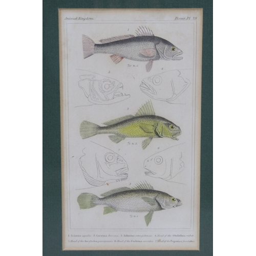 550 - Animal Kingdom fish plates 19, 29 and 59, 27 x 46cm overall, framed and glazed as one