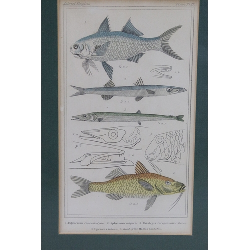 550 - Animal Kingdom fish plates 19, 29 and 59, 27 x 46cm overall, framed and glazed as one