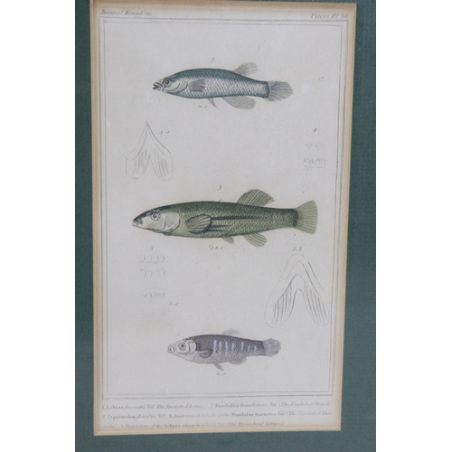 550 - Animal Kingdom fish plates 19, 29 and 59, 27 x 46cm overall, framed and glazed as one