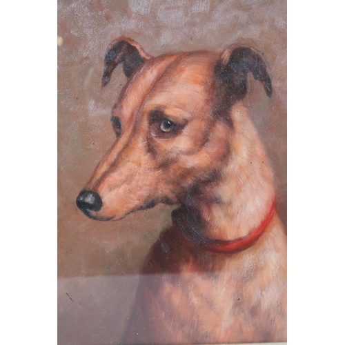 559 - Portrait study of a lurcher dog, oil, 23.5 x 17.5cm, mahogany framed and glazed