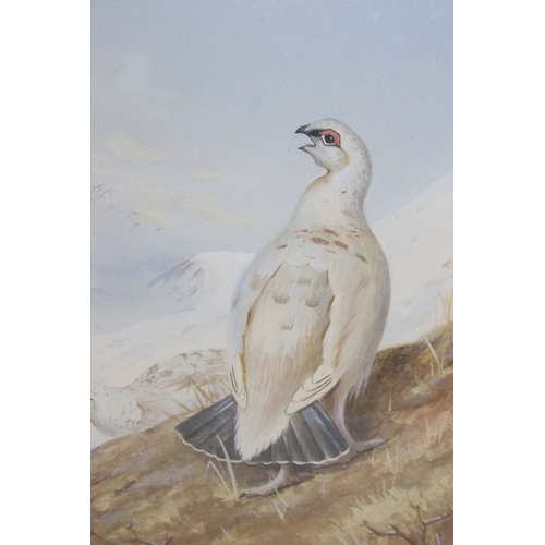 576 - 20th century English school, study of game birds in flight, watercolour, 27.5 x 41.5cm and four othe... 