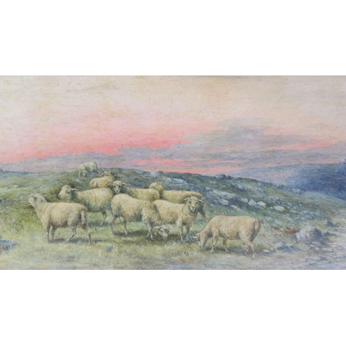 593 - W Settey, sheep in landscape scene at sunset, oil on board, signed lower right and dated 1913, 23 x ... 