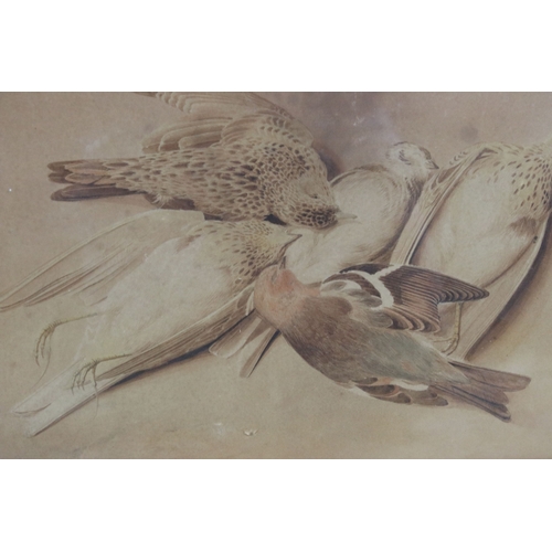 615 - William Samuel Howitt (British, 1765-1822), still life study of five dead birds, watercolour, signed... 