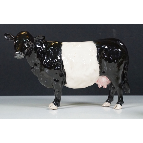 56 - Beswick 'Belted Galloway' cow figurine in gloss finish, H 13.5cm together with a Beswick Hereford Bu... 