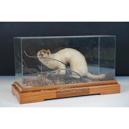 126 - Taxidermy - Ferret on small twig within foliage, contained with Perspex display case