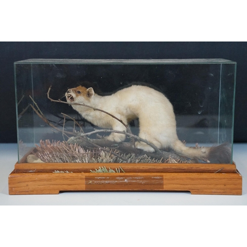126 - Taxidermy - Ferret on small twig within foliage, contained with Perspex display case
