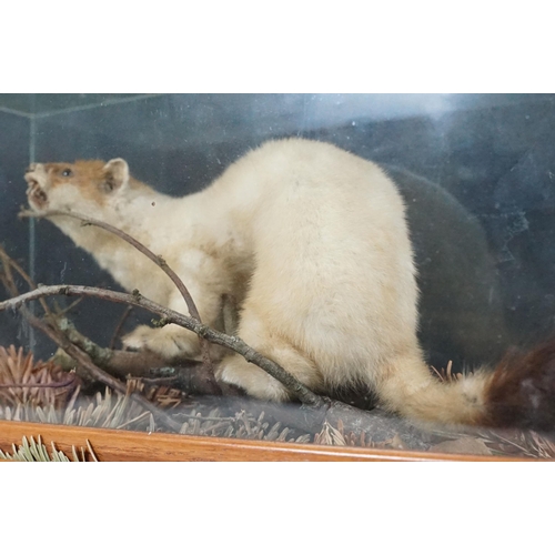 126 - Taxidermy - Ferret on small twig within foliage, contained with Perspex display case