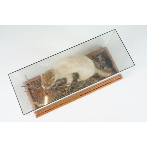 126 - Taxidermy - Ferret on small twig within foliage, contained with Perspex display case