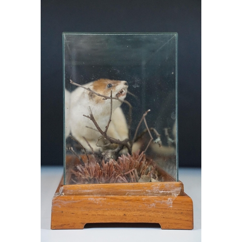 126 - Taxidermy - Ferret on small twig within foliage, contained with Perspex display case