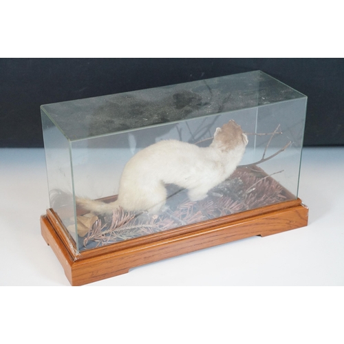 126 - Taxidermy - Ferret on small twig within foliage, contained with Perspex display case