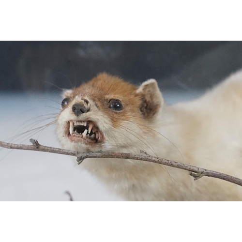 126 - Taxidermy - Ferret on small twig within foliage, contained with Perspex display case