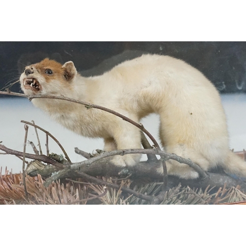 126 - Taxidermy - Ferret on small twig within foliage, contained with Perspex display case
