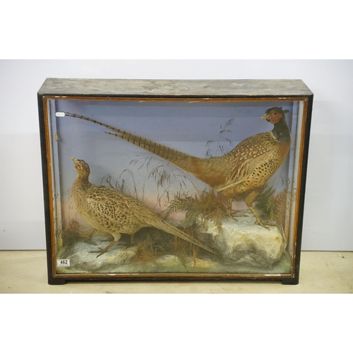 462 - Taxidermy - two pheasants within natural landscape mounted on rock  contained within large glass dis... 