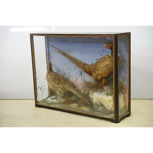 462 - Taxidermy - two pheasants within natural landscape mounted on rock  contained within large glass dis... 