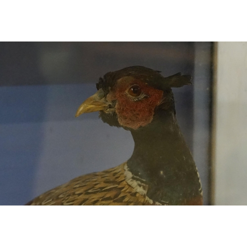 462 - Taxidermy - two pheasants within natural landscape mounted on rock  contained within large glass dis... 