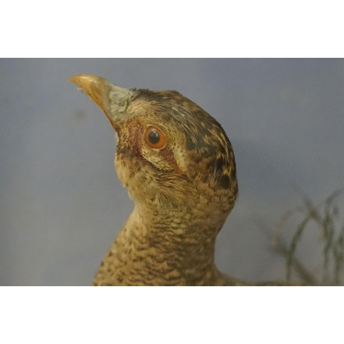 462 - Taxidermy - two pheasants within natural landscape mounted on rock  contained within large glass dis... 