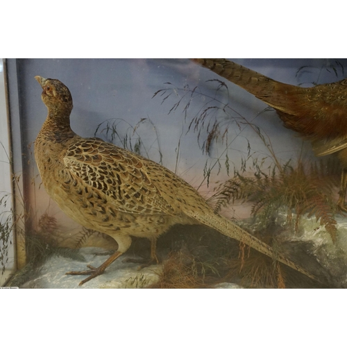 462 - Taxidermy - two pheasants within natural landscape mounted on rock  contained within large glass dis... 