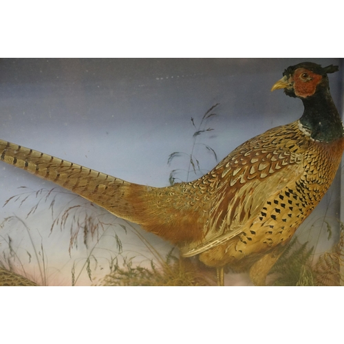 462 - Taxidermy - two pheasants within natural landscape mounted on rock  contained within large glass dis... 