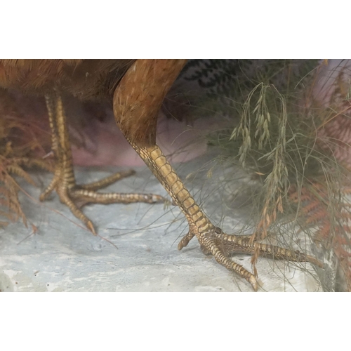 462 - Taxidermy - two pheasants within natural landscape mounted on rock  contained within large glass dis... 