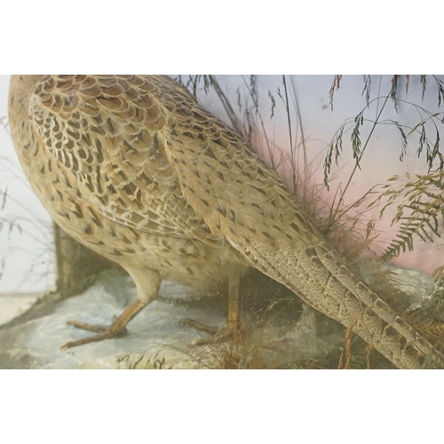 462 - Taxidermy - two pheasants within natural landscape mounted on rock  contained within large glass dis... 