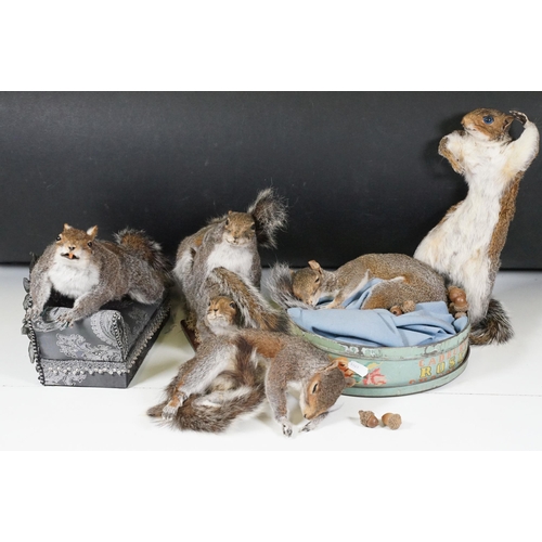 465 - Taxidermy - Collection of taxidermy in various positions (2 Boxes)