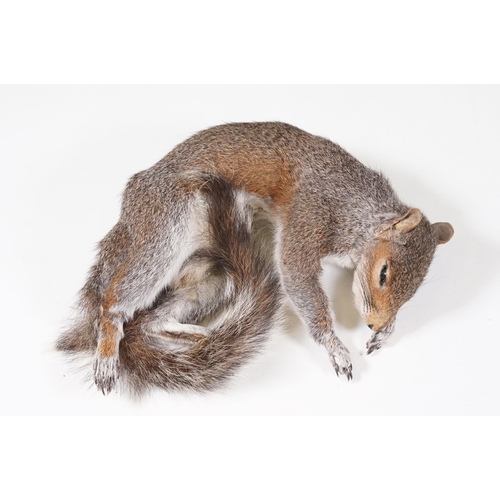 465 - Taxidermy - Collection of taxidermy in various positions (2 Boxes)