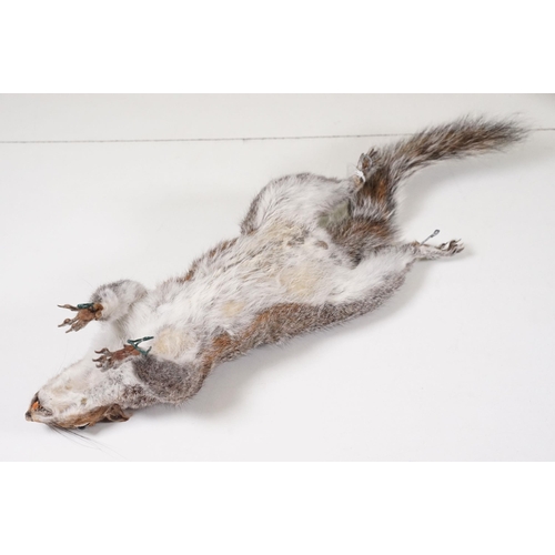 465 - Taxidermy - Collection of taxidermy in various positions (2 Boxes)