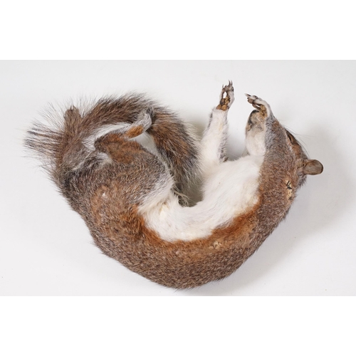 465 - Taxidermy - Collection of taxidermy in various positions (2 Boxes)