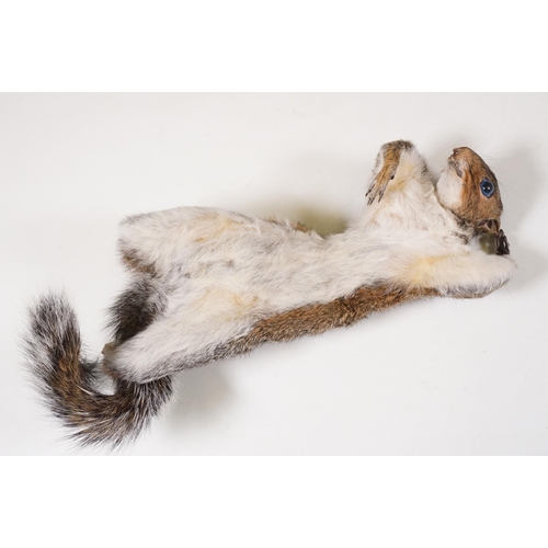 465 - Taxidermy - Collection of taxidermy in various positions (2 Boxes)