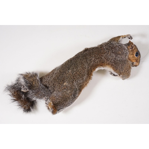 465 - Taxidermy - Collection of taxidermy in various positions (2 Boxes)