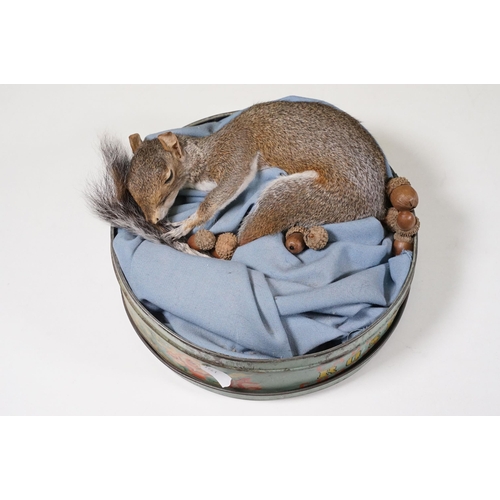 465 - Taxidermy - Collection of taxidermy in various positions (2 Boxes)