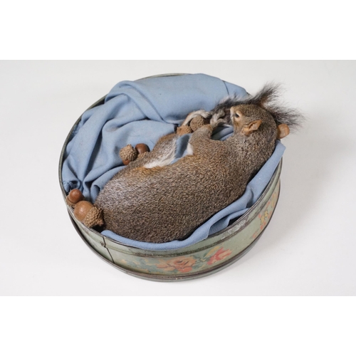 465 - Taxidermy - Collection of taxidermy in various positions (2 Boxes)