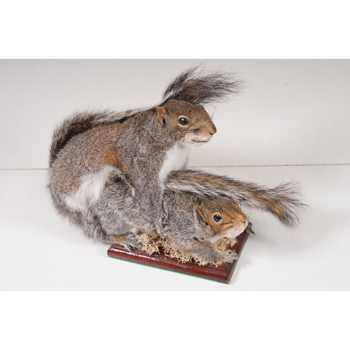 465 - Taxidermy - Collection of taxidermy in various positions (2 Boxes)