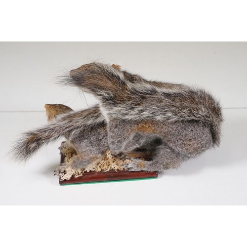 465 - Taxidermy - Collection of taxidermy in various positions (2 Boxes)