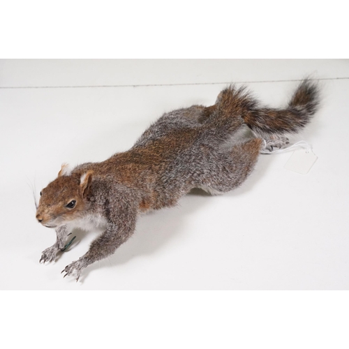 465 - Taxidermy - Collection of taxidermy in various positions (2 Boxes)