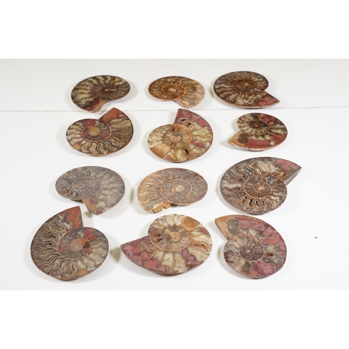 168 - A collection of Cleoniceras ammonite specimens, Cretaceous period, approximately 120 million years o... 
